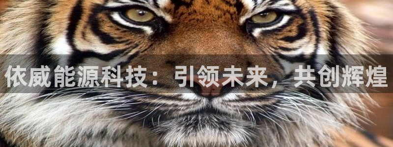 sunbet英语翻译